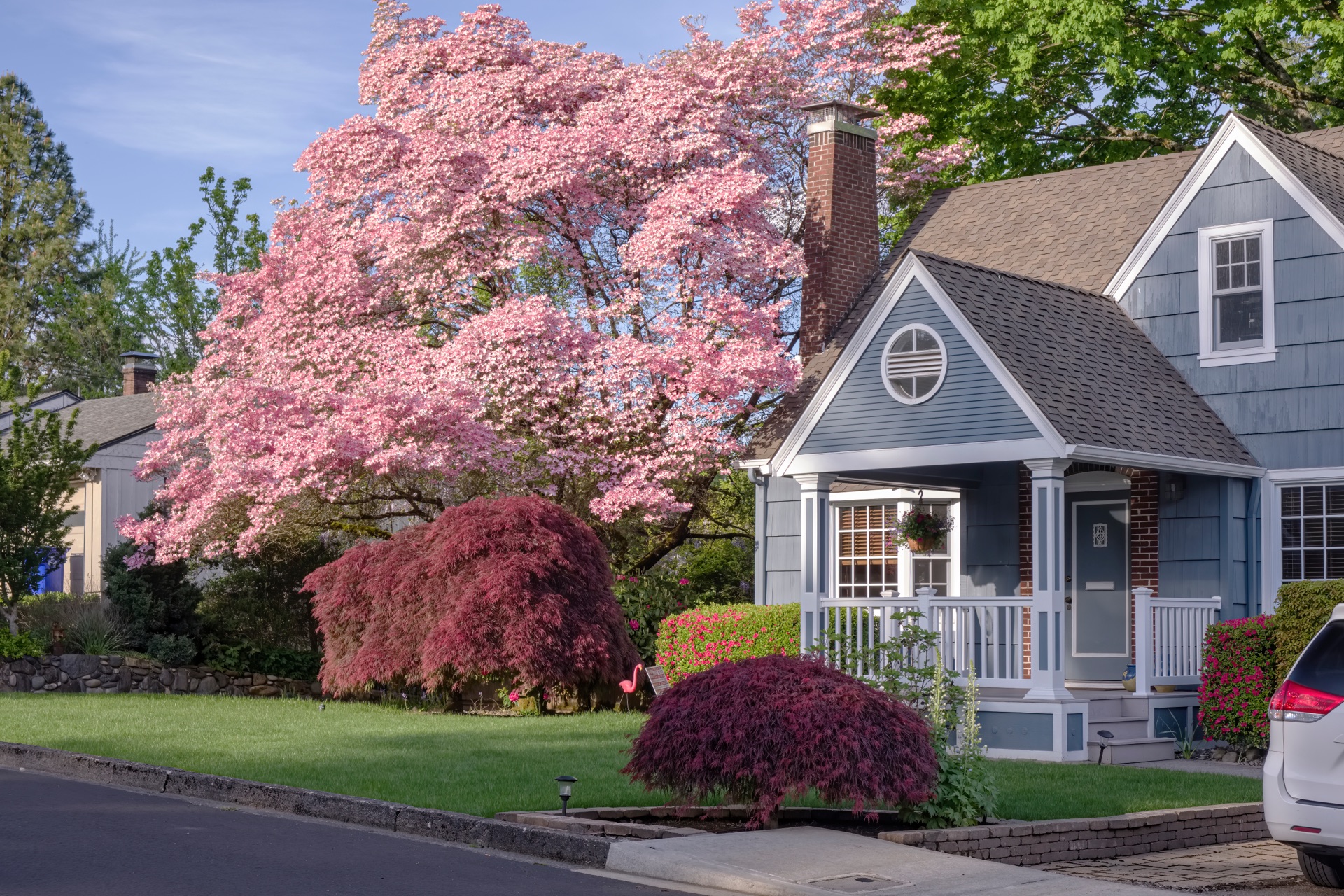 Charming blue cottage with white trim surrounded by blooming pink dogwood trees and Japanese maple shrubs
